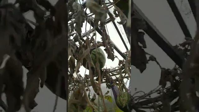 #дача #омск # хочу назад в СССР #shorts смотреть онлайн