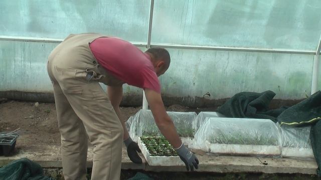 Батькив сад Размножение малины крапивкой смотреть онлайн