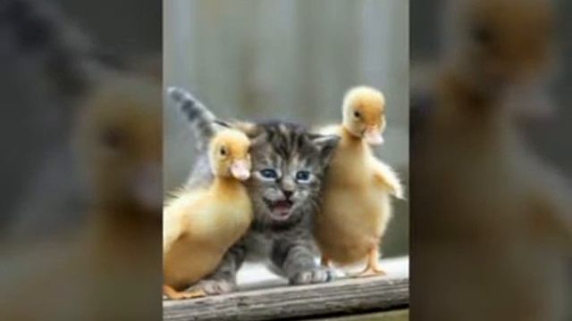 Топ 15 самых милых домашних животных смотреть онлайн