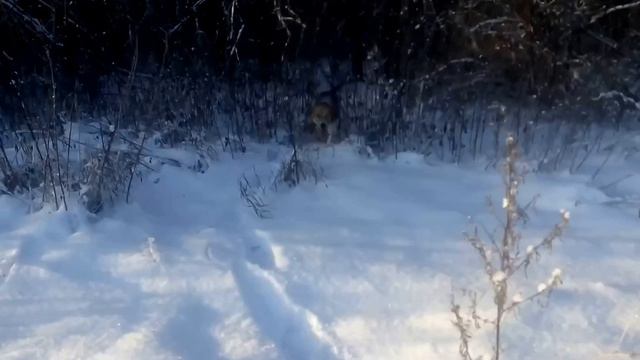 Охота с русской пегой