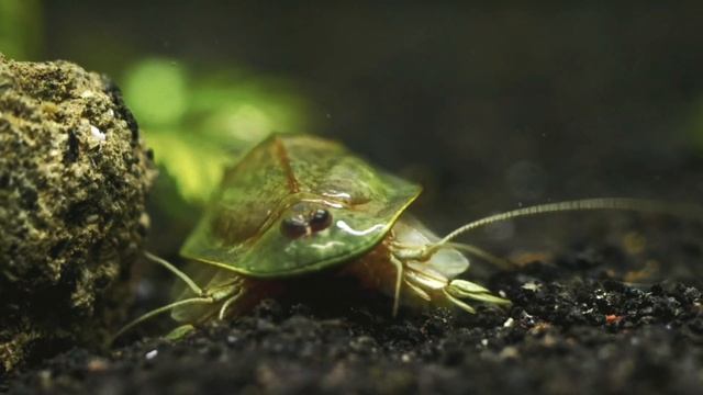 Close up of Alpha my Male Triops Granarius #shorts смотреть онлайн