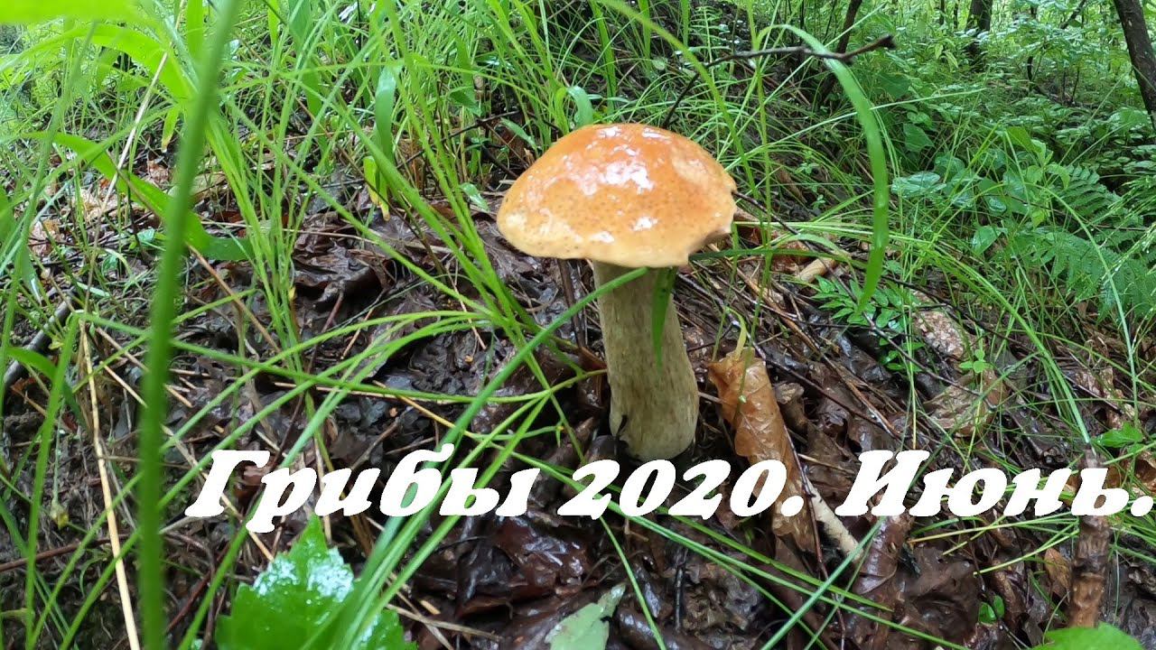 Грибы. Белый гриб. Грибы 2020. Собирательство. Белый гриб в июне. Лисички и грузди. Грибы в дождь.