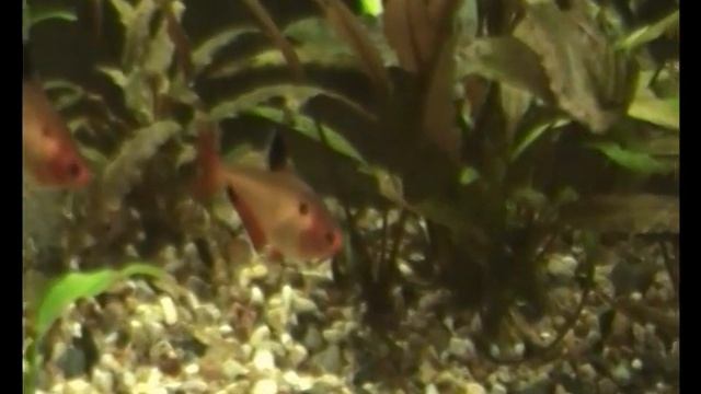 Рыбка Минор (Hyphessobrycon Minor)