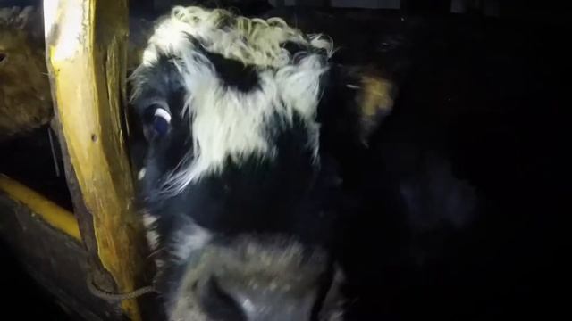 Экспедиция на Полюс Холода, Оймякон смотреть онлайн