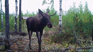 Любопытный молодой лось