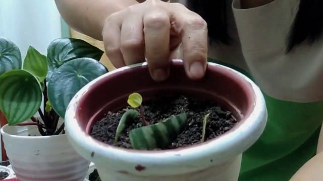 PROPAGATION AND CARE TIPS FOR PEPEROMIA WATERMELON смотреть онлайн