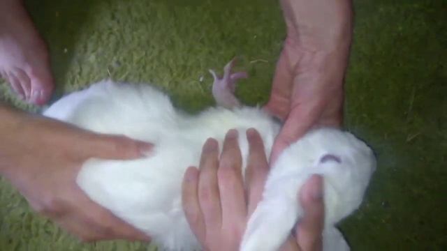 ПРИНУДИТЕЛЬНОЕ КОРМЛЕНИЕ КРОЛЬЧАТ / FORCE-FEEDING OF LITTLE RABBITS смотреть онлайн
