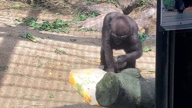 Special ice treat! Kintaro lifts it up and slams it to the ground 🅷🅾🆃【KyotoZoo, Gorilla смотреть онлайн