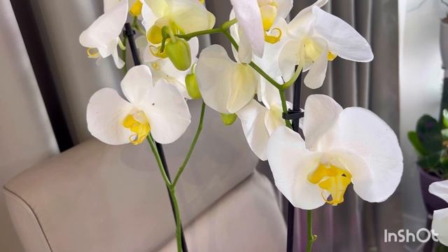 Новинки в моей коллекции! Белый Трилипс, Тоши бабочка