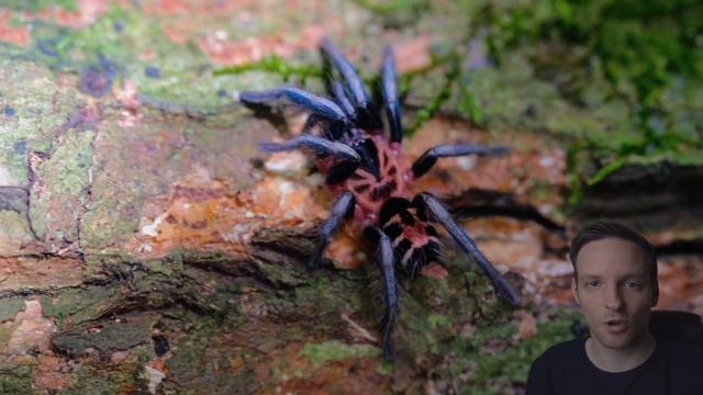Wild Tarantula Hunt in Colombia! | Cyriocosmus leetzi смотреть онлайн