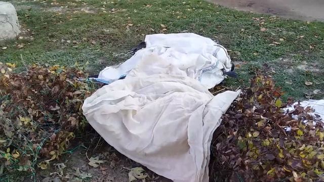 Укрытие инжира в зиму (последний слой) смотреть онлайн