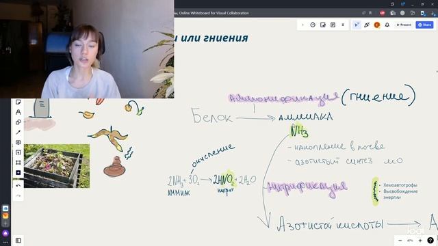 КРУГОВОРОТ АЗОТА. ЕГЭ. Аммонификация/Нитрификация/Денитрификация смотреть онлайн