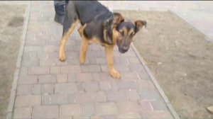 Учим щенка охранять двор с самого детства.