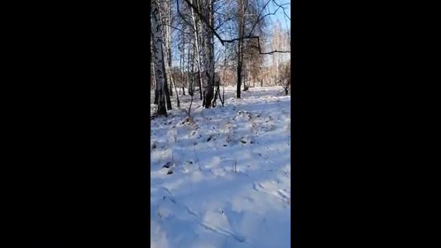 Охота на лося смотреть онлайн