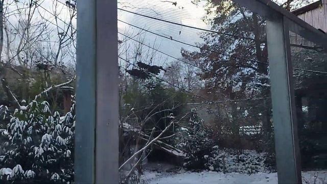 #Зоопарк во Вроцлаве??продолжение обзора смотреть онлайн