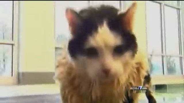 News Anchor Cracking Up over Swimming Cat смотреть онлайн