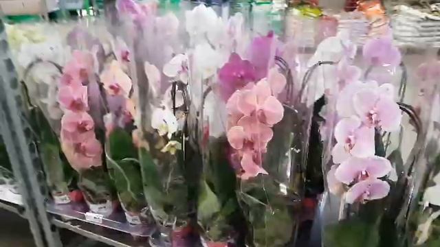 Платицериум(оленьи рожки): подумала, подумала и купила!!! Фикусы, орхидеи, эпипремнум, ховея... смотреть онлайн