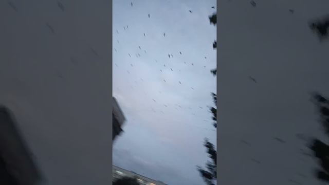 Друг упал с трюкового самоката смотреть онлайн
