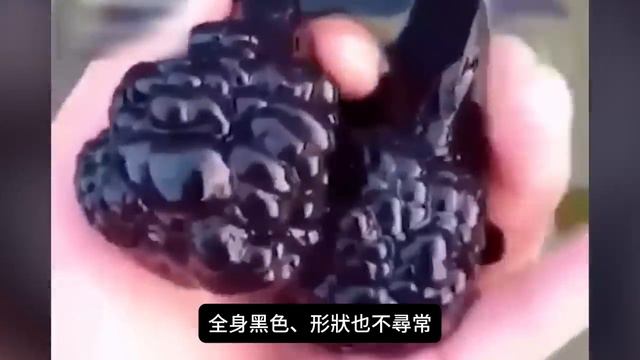 沒人會相信如果這些未知生物沒有被攝影機拍下神秘地球盤踞著人類從未見過的奇怪生命 探索旅行號 排名 冷知識 top10 世界之最 地球最TOP 未知生物 動物世界 смотреть онлайн