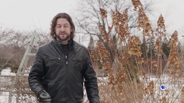 Winter Pruning Dogwood and Hydrangea | Let's Grow Stuff смотреть онлайн