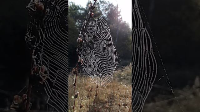 Паутина паука смотреть онлайн