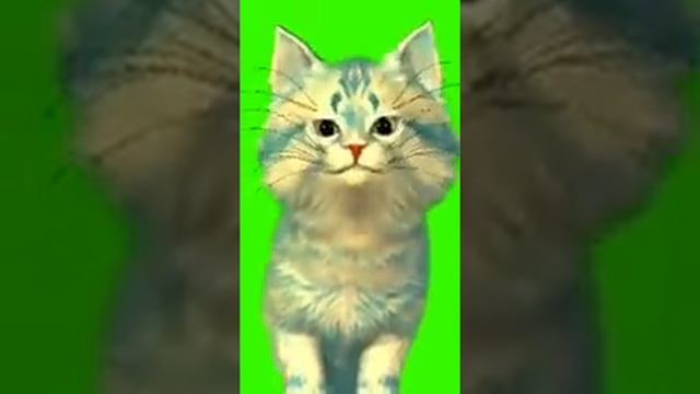 Теперь я часто буду снимать с этим котом! Как сделать кота как у Кошки Ланы! смотреть онлайн