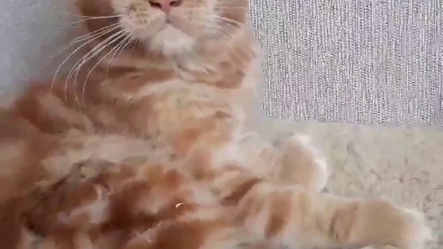 Джокер и его доченька! Наш Усатый Нянь!