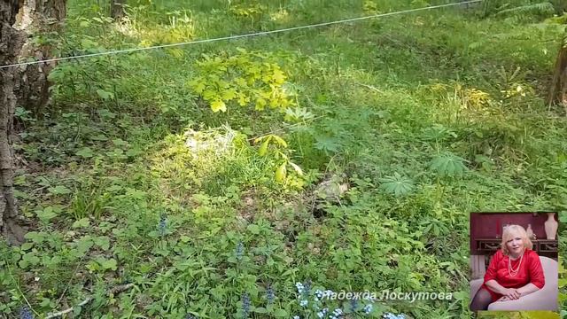 Сосновая пыльца смотреть онлайн