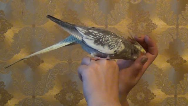 Чесание головы смотреть онлайн