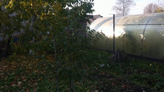 Дюк смотреть онлайн