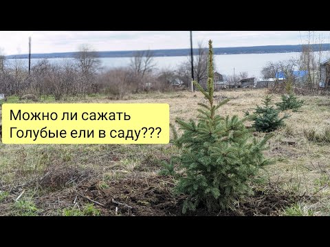 голубые ели в саду. Создаю уголок для расслабления, отдыха душой и телом смотреть онлайн