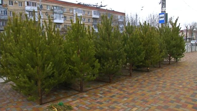 Как выбрать живую елку на Новый год? смотреть онлайн