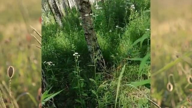 Вот и лето подоспело - земляника покраснела! смотреть онлайн