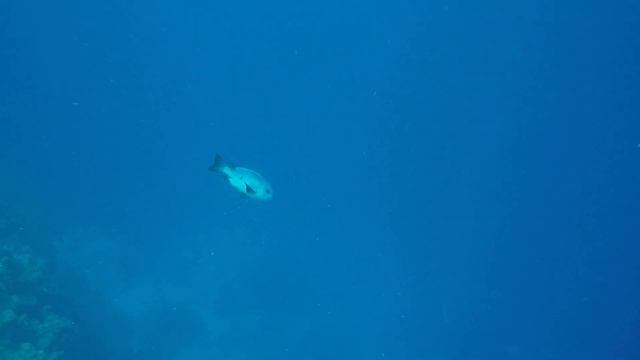 ДАЙВИНГ ОКОЛО ОСТРОВА TIRAN | JACKSON REEF | ШАРМ-ЭЛЬ-ШЕЙХ ЕГИПЕТ смотреть онлайн