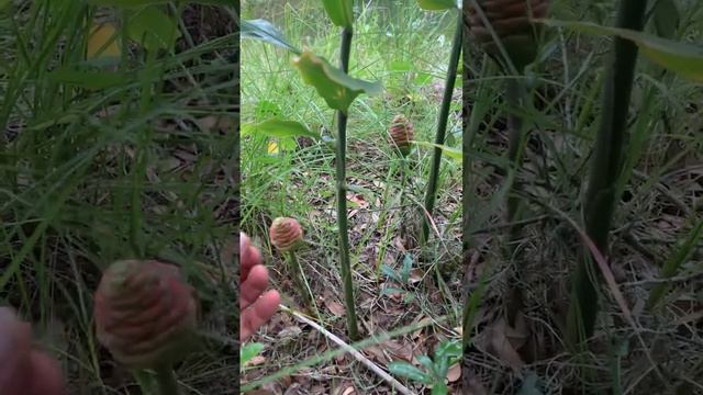 Grow your own Natural shampoo Shampoo Ginger смотреть онлайн