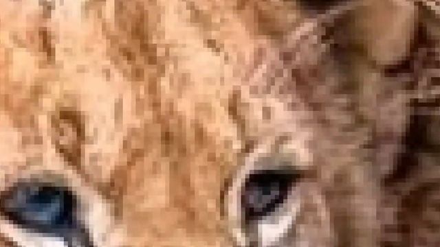 САМЫЕ КРАСИВЫЕ ЖИВОТНЫЕ 1 смотреть онлайн