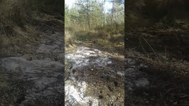 Следы лося при болоте!!! смотреть онлайн