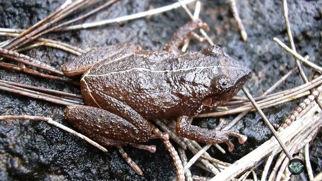 Животные, которые издают невероятные звуки? Голоса природы смотреть онлайн