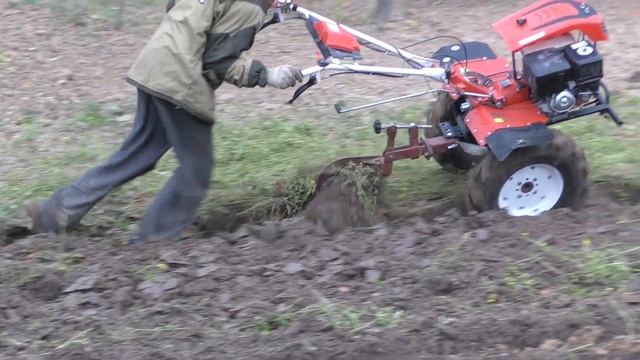 Мотоблок Shtenli 1900 в работе. Копаем картофель под плуг МТЗ в ноябре. Результат огонь. смотреть онлайн