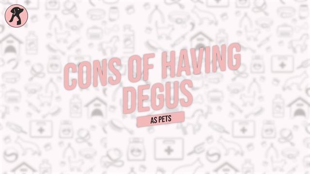 Pros and Cons of Having Degu as Pets смотреть онлайн