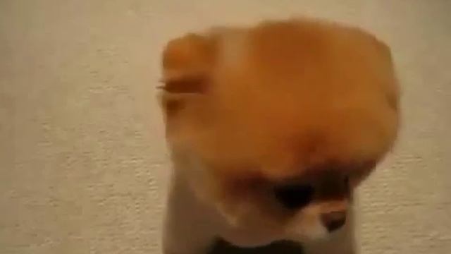 Собачки как игрушки смотреть онлайн