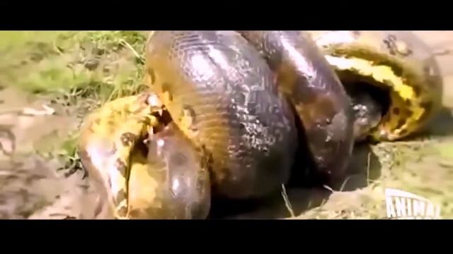 Giant Anaconda vs python attack Crocodile Compilation смотреть онлайн