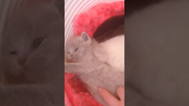 Британский лиловый котёнок котик 2 смотреть онлайн