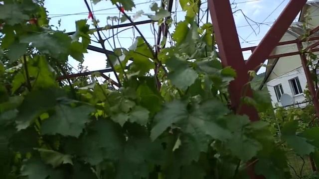 Виноград возле дома