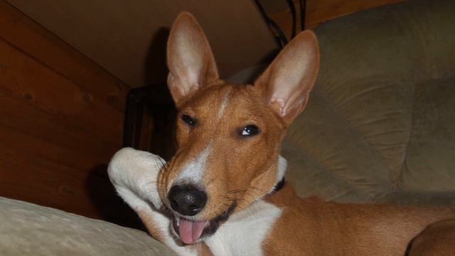Basenji barney Stinson How I Met Your Mother смотреть онлайн