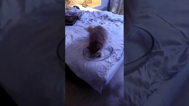 Тыквин дома смотреть онлайн