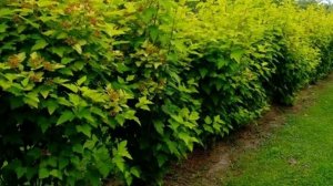 Красивая живая изгородь из Пузыреплодника.Растения для живой изгороди: пузыреплодник калинолистный