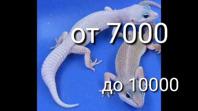 офигеть на сколько дорого(самые дорогие морфы эублефара) смотреть онлайн