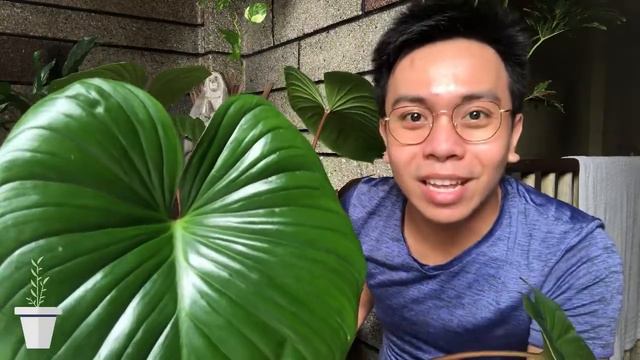 Trying LECA + Leaf Cleaning + My New Online Plant Haul I Weekend Fun Day With My Plants