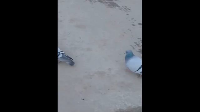 Голуби смотреть онлайн